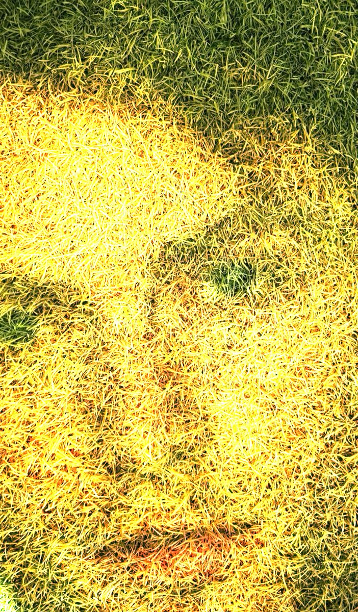 randomkinsella's tweet photo. wady kinsella as grass #happyfriday https://t.co/LKEVvLhjww