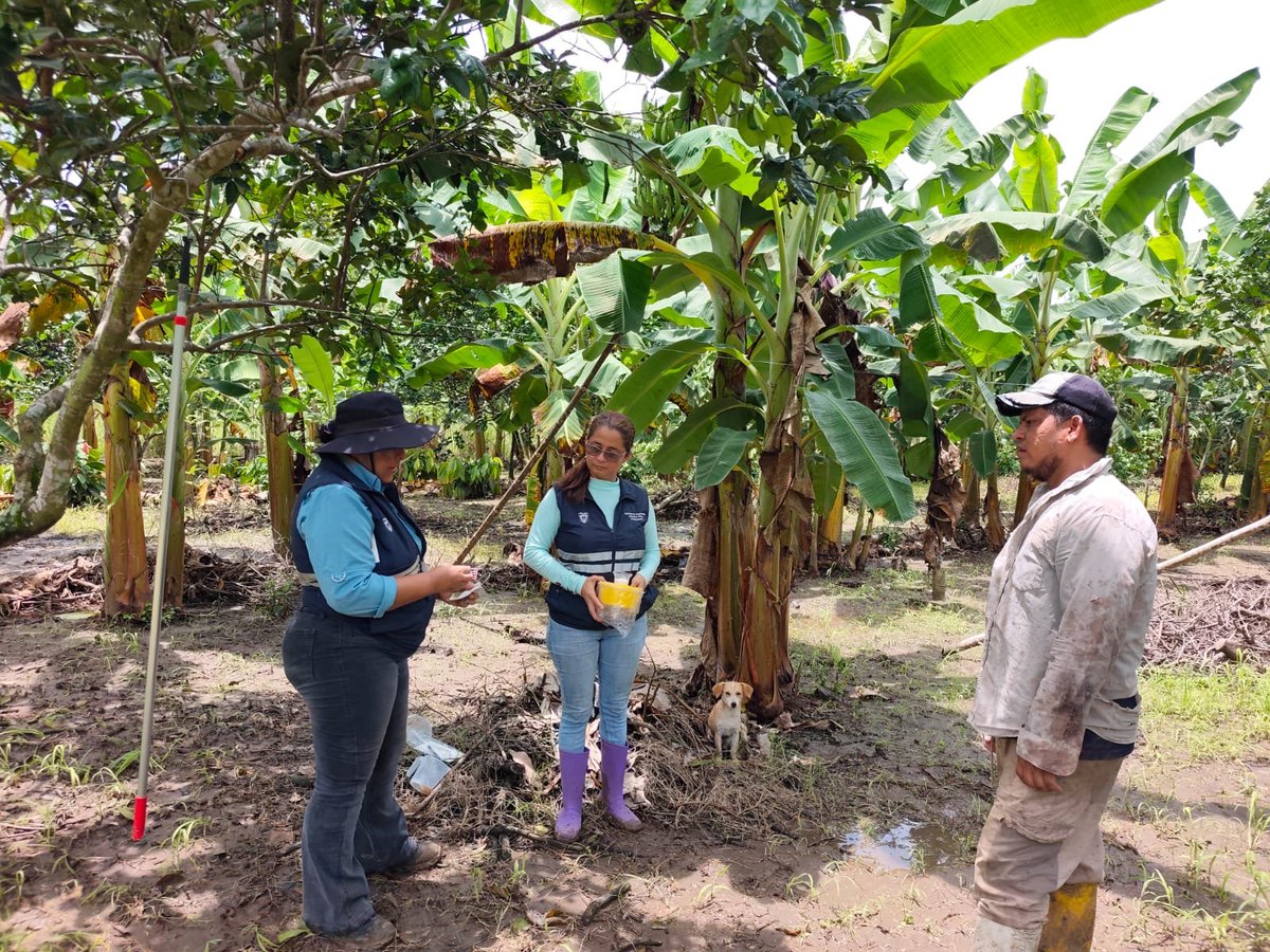 AgrocalidadZ4's tweet photo. 🪰|#FrutaSinMosca

En #Manabí realizamos instalación de trampas oficiales en cultivo de naranja en cumplimiento al plan de trabajo, parroquia Santa Rita, cantón Chone.

#ProtegemosElAgroEcuatoriano 💪🏻 https://t.co/nO9QAcO82L
