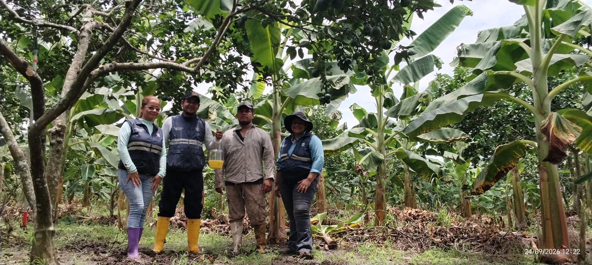 AgrocalidadZ4's tweet photo. 🪰|#FrutaSinMosca

En #Manabí realizamos instalación de trampas oficiales en cultivo de naranja en cumplimiento al plan de trabajo, parroquia Santa Rita, cantón Chone.

#ProtegemosElAgroEcuatoriano 💪🏻 https://t.co/nO9QAcO82L