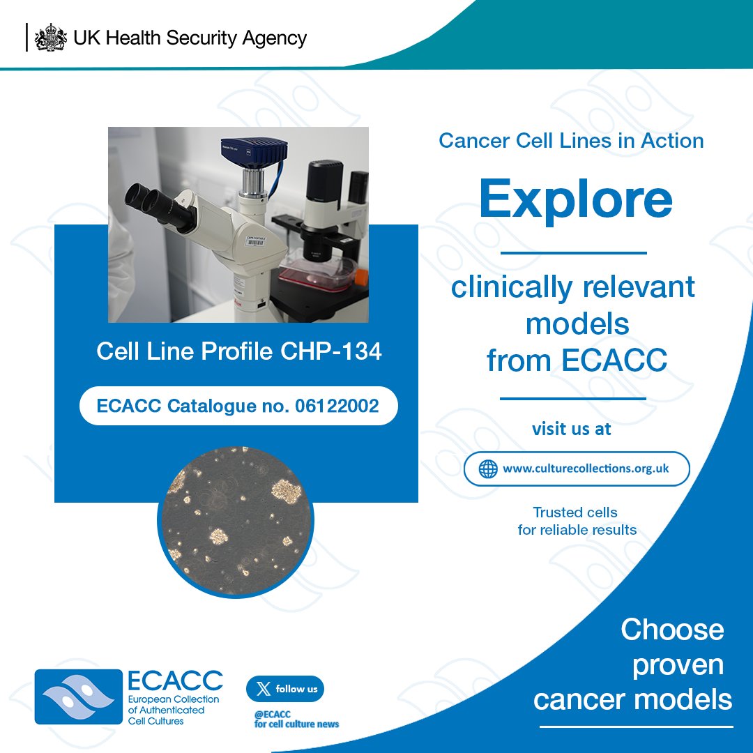 ECACC's tweet photo. SK-N-BE(2) is a widely used neuroblastoma cell line with reported N-myc amplification, making it an important model for high-risk neuroblastoma, cancer genetics and oncogene regulation research. Find out more: https://t.co/eaqBys9bTs #CellLinesInAction #ECACC #UKHSA https://t.co/Vw0mkyLb6U