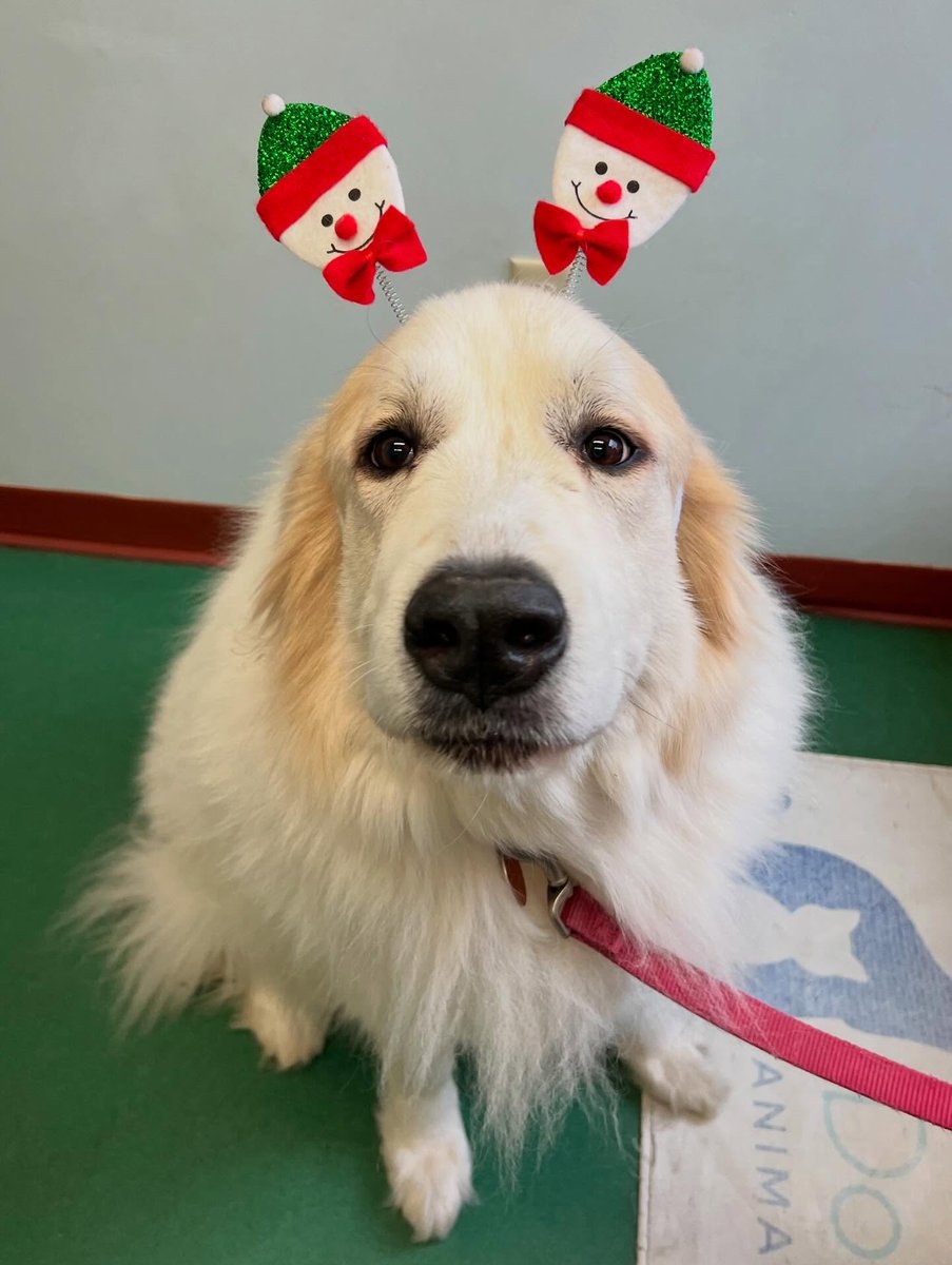FerdinandDlk's tweet photo. Some of the sweetest faces in Crozet and beyond are bringing us serious holiday cheer! https://t.co/9neuTnGVzR