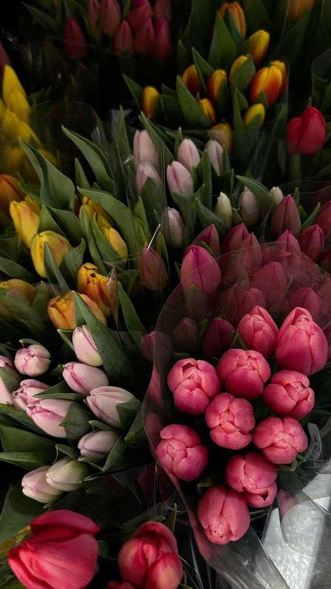dreamyflowerrs's tweet photo. tulips https://t.co/qiPEQ38tj0