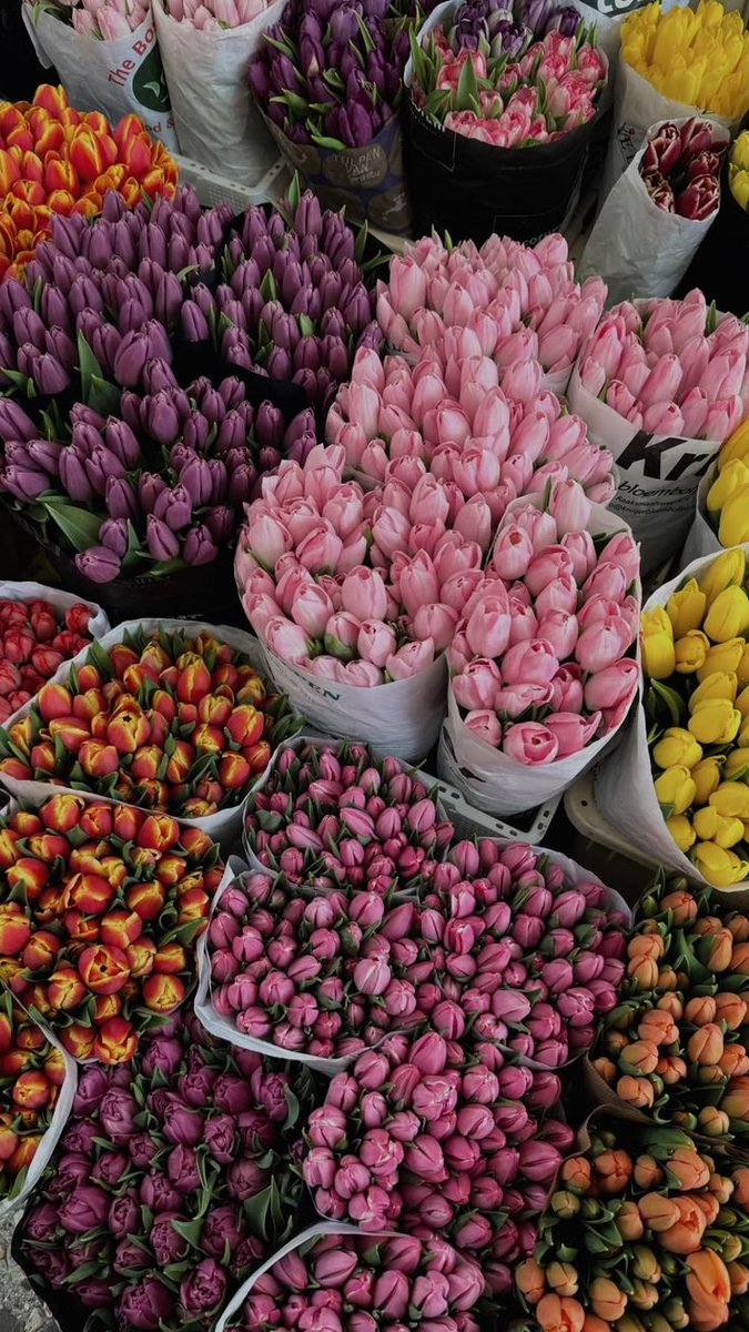 dreamyflowerrs's tweet photo. tulips https://t.co/qiPEQ38tj0