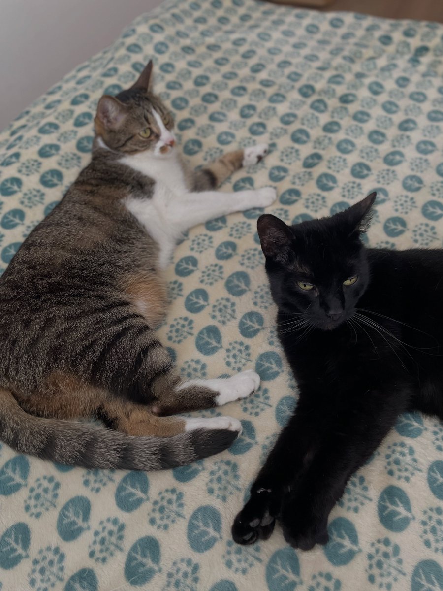JanineGulbraa's tweet photo. Chilling with my big sis. https://t.co/r5rzMkoyUZ