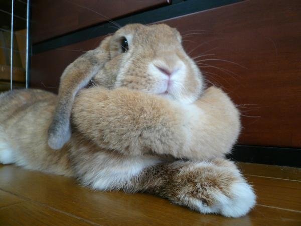 sweetangelette's tweet photo. bunnies with big dewlaps https://t.co/sVFHpPAMAb