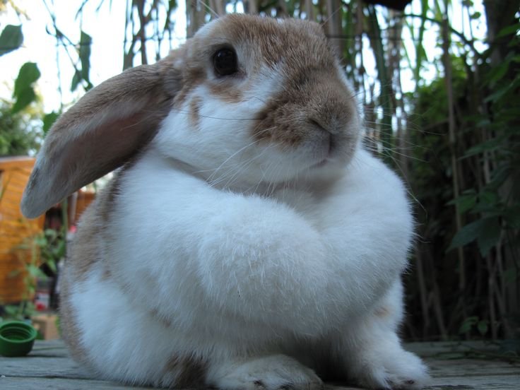 sweetangelette's tweet photo. bunnies with big dewlaps https://t.co/sVFHpPAMAb