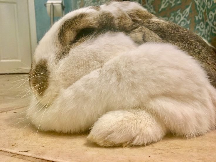sweetangelette's tweet photo. bunnies with big dewlaps https://t.co/sVFHpPAMAb