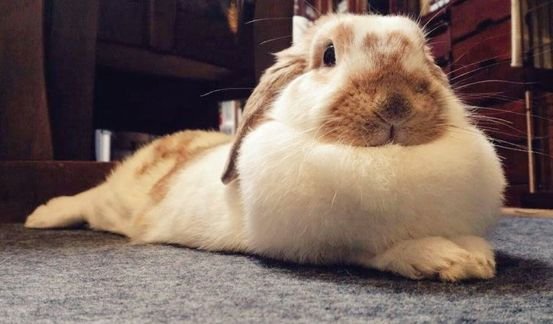sweetangelette's tweet photo. bunnies with big dewlaps https://t.co/sVFHpPAMAb