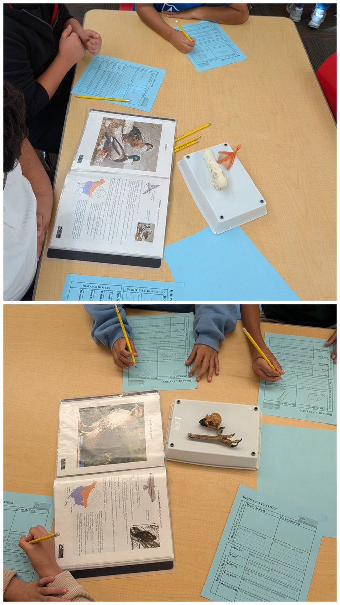 MsPatelLibrary's tweet photo. Our students' learning took flight during the Birds of a Feather presentation by @texaswildlife. 🪶 They explored habitats, feathers, researched birds, and even measured wingspans. What a soaring adventure! 🦅 @DISD_Libraries @mr_marketAP @bafeederpattern https://t.co/oV1jAIwZWn
