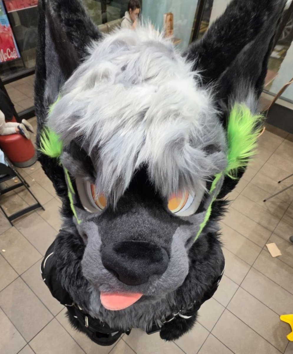 DexJackal's tweet photo. Who decided to take the jackal to McDonalds... bro there are ZERO thoughts behind this doggy's eyes 
.
.
#fursuitfriday #fursuit #FurryTwitter #furry https://t.co/PDJ1CheZyH