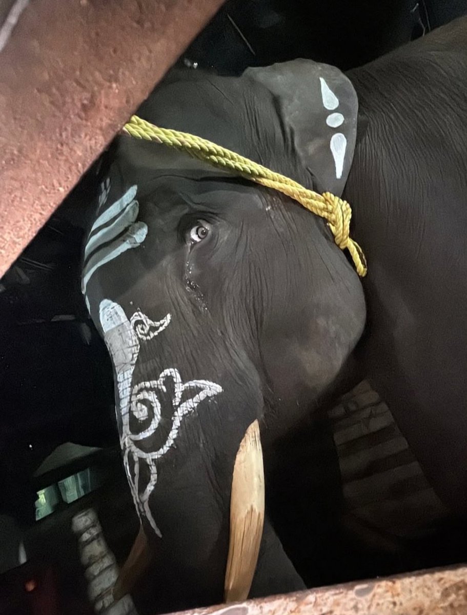 pricatttt's tweet photo. NO DEVOTION OR TRADITION CAN JUSTIFY THIS CRUELTY.
NO GOD WANTS HIS CREATION TO SUFFER.
This elephant will give you blessings? Look at his terrified eyes! He misses his mom & herd ๐ @CMOTamilnadu please ๐
#WhyTheChains #NoElephantsInTemples #StopElephantCaptivity https://t.co/hOSUxrJ0rI