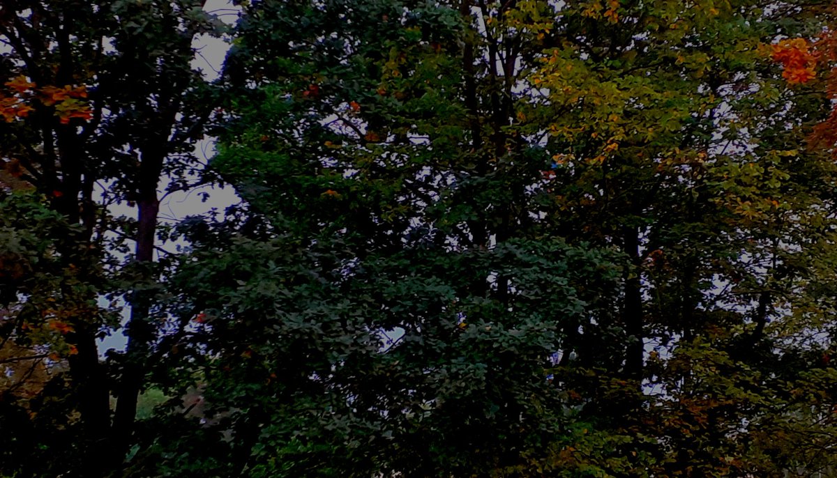 OHMYLOVELYROSS's tweet photo. i po tamtym złocistym widoczku nie ma już śladu, teraz znowu jest pięknie, ponuro i zaczyna padać 🌧💙🍂
#pogoda #jesień #piątek #tweetme https://t.co/2AGUcHJE0B
