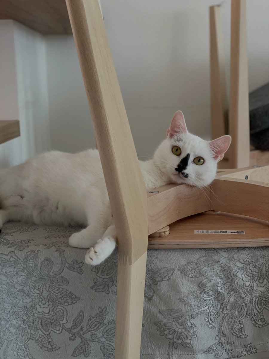JanineGulbraa's tweet photo. Ella’s found a very strange, yet seemingly comfortable, sleeping position. https://t.co/TNJPtdLZAc
