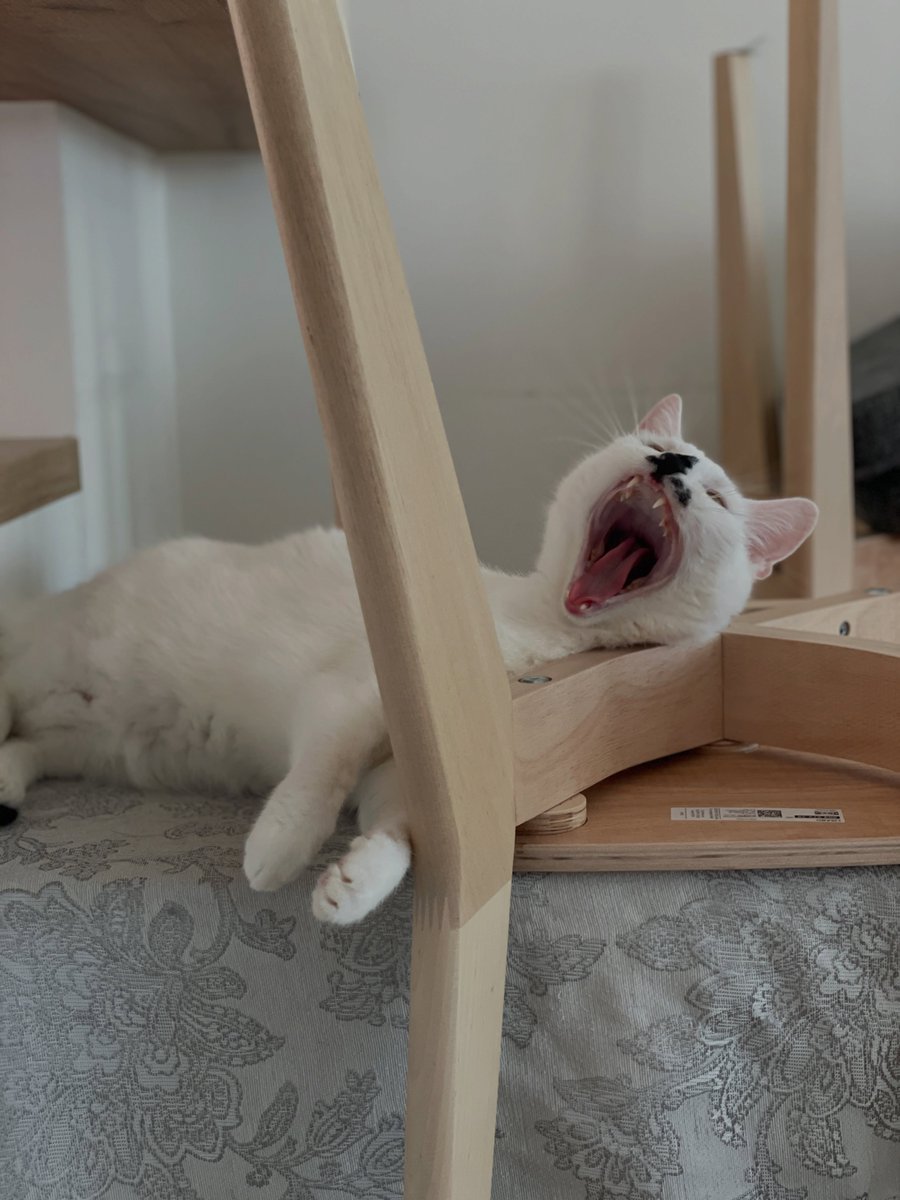 JanineGulbraa's tweet photo. Ella’s found a very strange, yet seemingly comfortable, sleeping position. https://t.co/TNJPtdLZAc