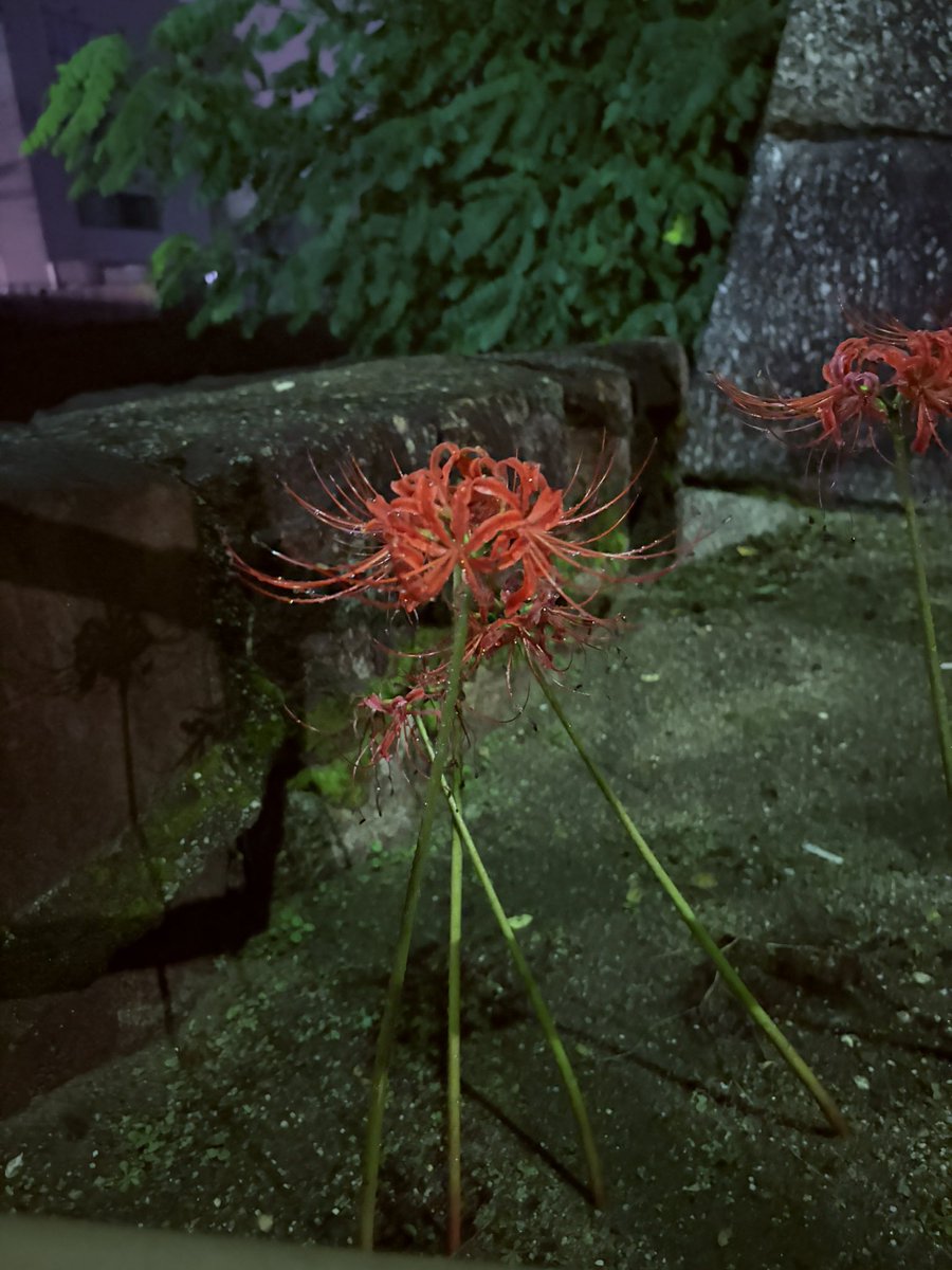Shoki3602's tweet photo. 上手く撮れないンゴ https://t.co/fltaicMWcY