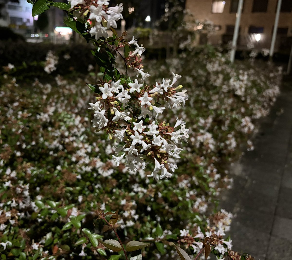 Shoki3602's tweet photo. 上手く撮れないンゴ https://t.co/fltaicMWcY