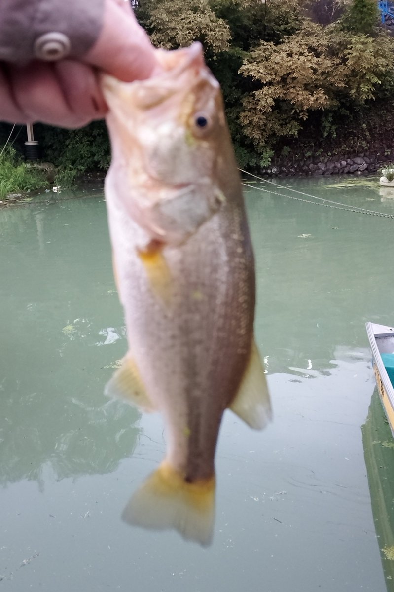 OGAWATEI_boat's tweet photo. 9/26(土) おはようございます☁️

午前６時の相模湖
水位　満水△30cm
水質     濁ってます
水温     20.3℃
曇天☁️　日中は雨の予報
最高気温21℃   風速1m🍃

皆さま、良い週末を❗
#相模湖 #小川亭 #ブラックバス 
本日の日の出 ∶午前5時31分　
桟橋付近はコバス🎣ニゴイ🎣
　今朝もガイドさん！
　１日楽しんでください🚣

⭕️「ローイング大会」開催中
　今日も湖の横断が制限されます⚠️