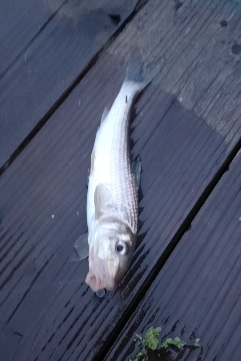 OGAWATEI_boat's tweet photo. 9/26(土) おはようございます☁️

午前６時の相模湖
水位　満水△30cm
水質     濁ってます
水温     20.3℃
曇天☁️　日中は雨の予報
最高気温21℃   風速1m🍃

皆さま、良い週末を❗
#相模湖 #小川亭 #ブラックバス 
本日の日の出 ∶午前5時31分　
桟橋付近はコバス🎣ニゴイ🎣
　今朝もガイドさん！
　１日楽しんでください🚣

⭕️「ローイング大会」開催中
　今日も湖の横断が制限されます⚠️