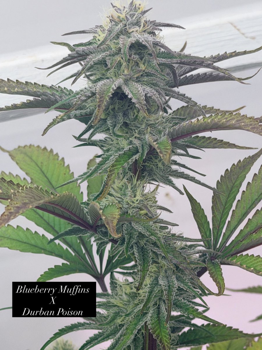 ThatHydroCouple's tweet photo. I wasn’t made to follow. I was made to leave a trail. #CannabisCommunity #growyourown #garden #KindnessWins https://t.co/r8WP9DCrTz