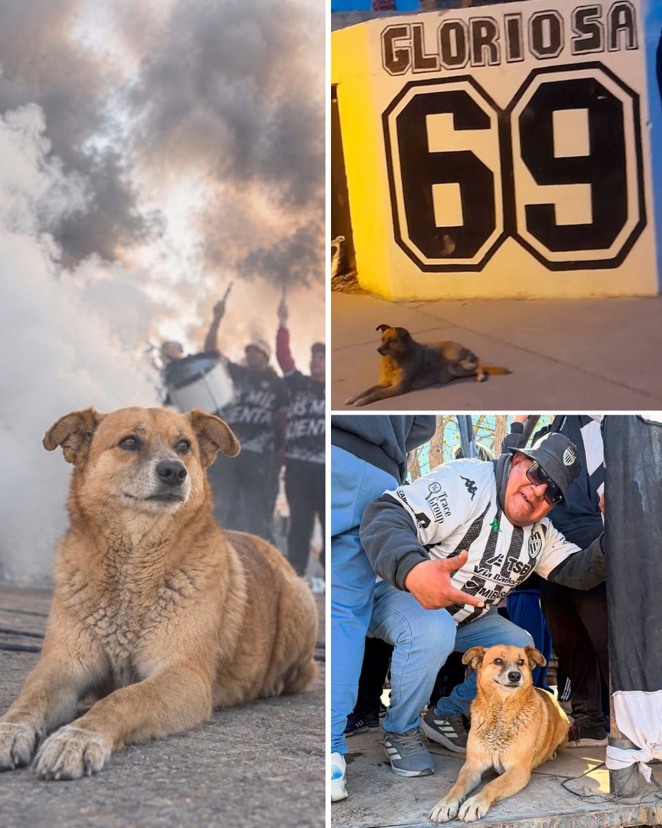 barrabrava_net's tweet photo. Club Cipolletti se reunió para despedir a “Rabito”, el querido perro callejero que durante años acompañó al equipo y estuvo presente en cada partido junto a los hinchas.

Desde la agrupación La Gloriosa 69 lo despidieron con un mensaje que resume el cariño que se ganó en la tribuna: “Fuiste uno de los nuestros, estuviste presente en cada momento y vas a quedar para siempre en nuestros corazones”.

Como homenaje, los hinchas propusieron que uno de los accesos al estadio lleve su nombre.