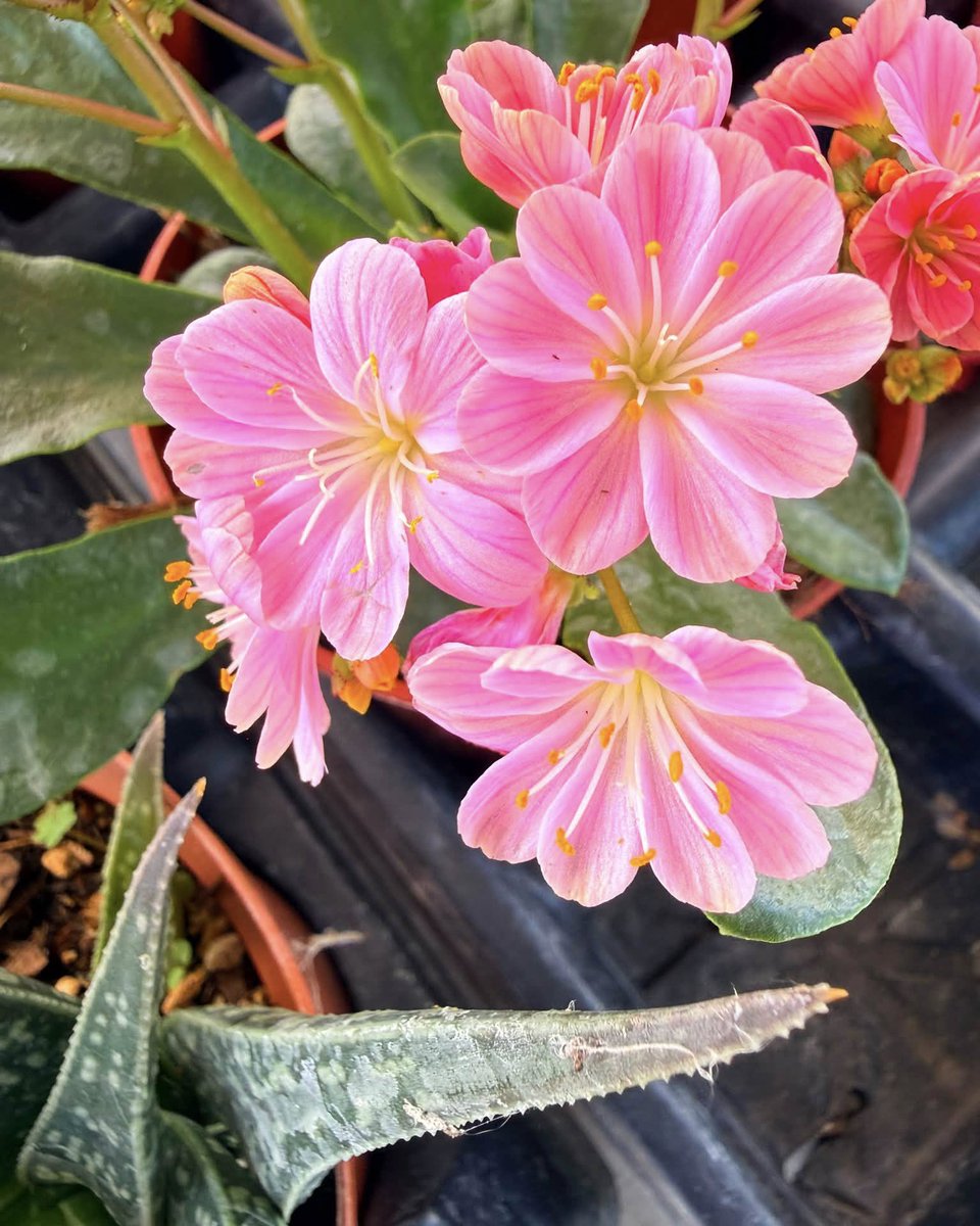 JeneKappelyv's tweet photo. Starting the day with color and a reminder to lead with kindness. Share your food vibes with someone who could use them today. https://t.co/HHGN5ka1c4