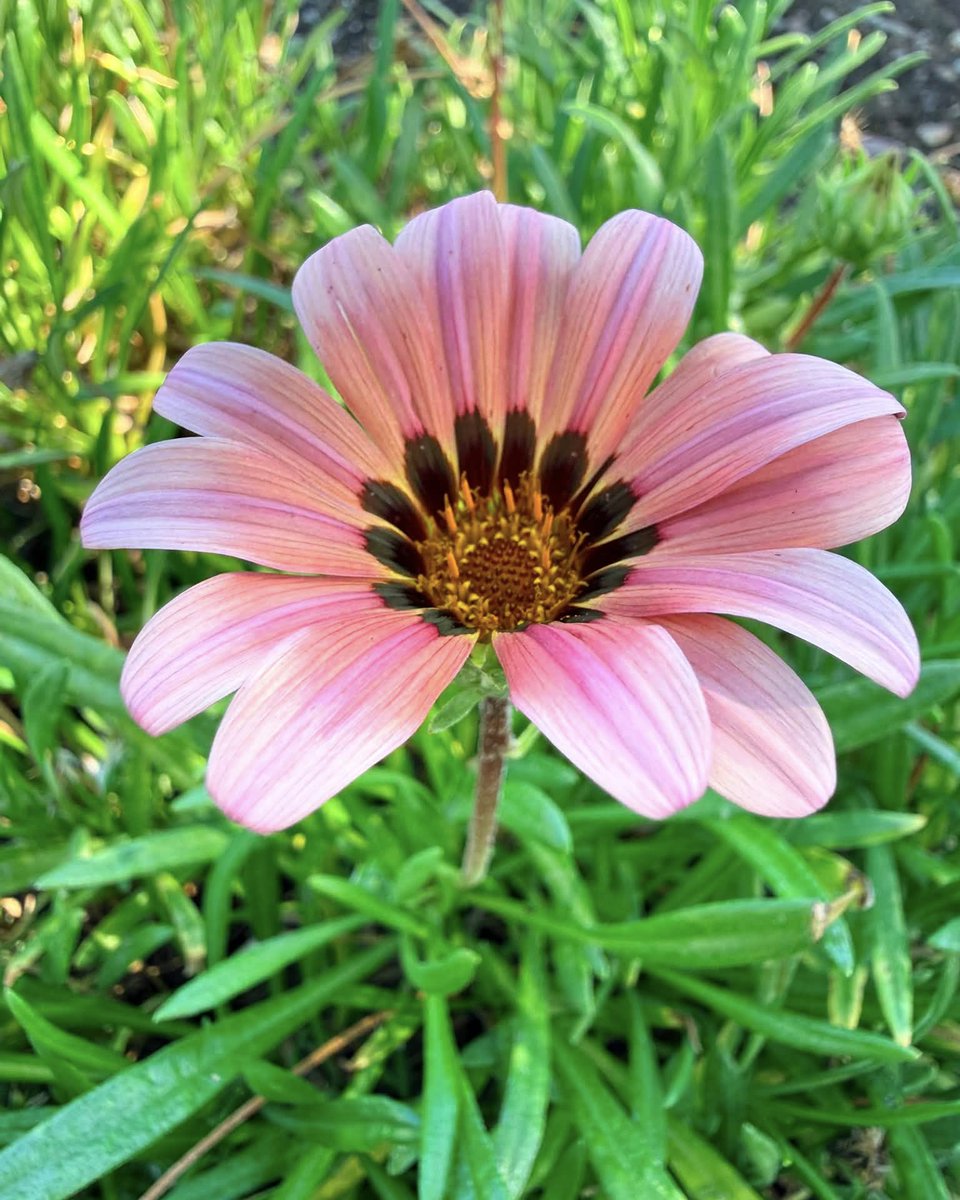 JeneKappelyv's tweet photo. Starting the day with color and a reminder to lead with kindness. Share your food vibes with someone who could use them today. https://t.co/HHGN5ka1c4