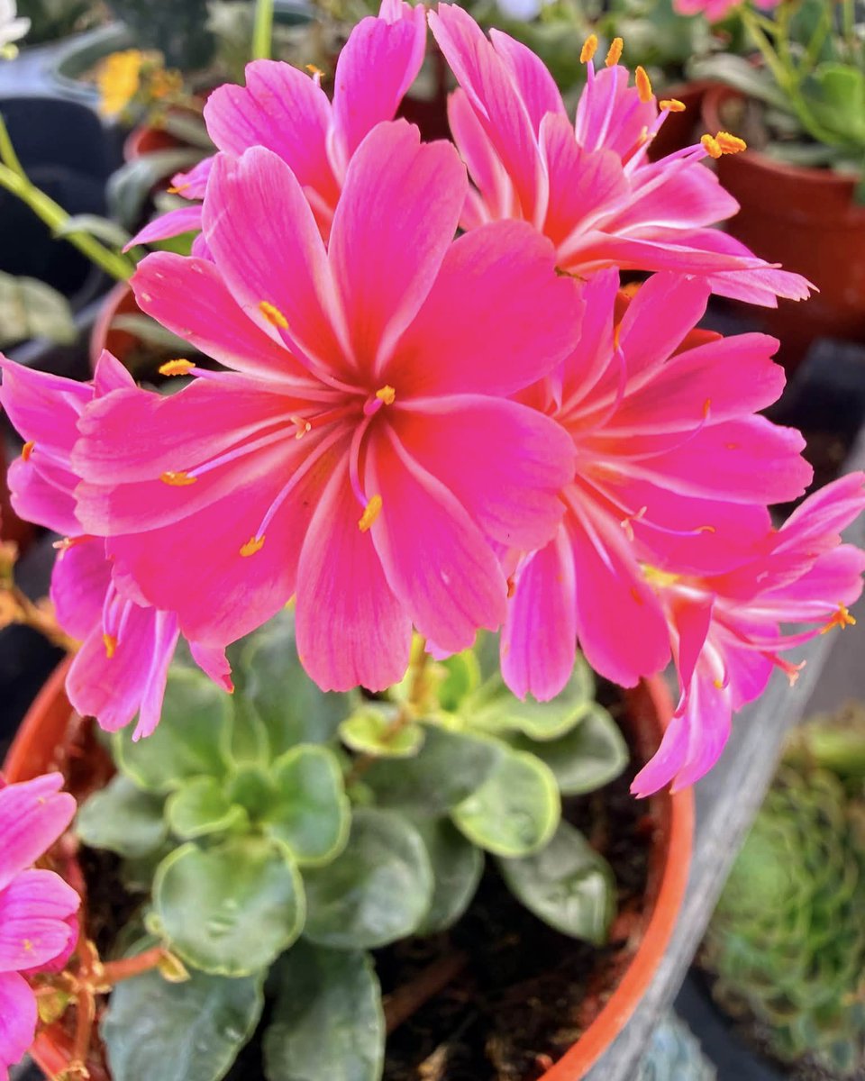 JeneKappelyv's tweet photo. Starting the day with color and a reminder to lead with kindness. Share your food vibes with someone who could use them today. https://t.co/HHGN5ka1c4