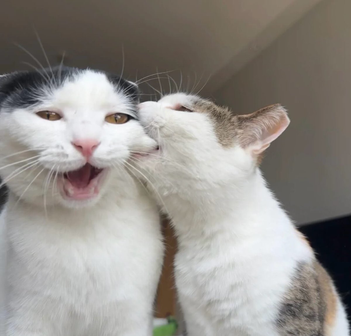 catsworldaura's tweet photo. https://t.co/bvUS3cywrp