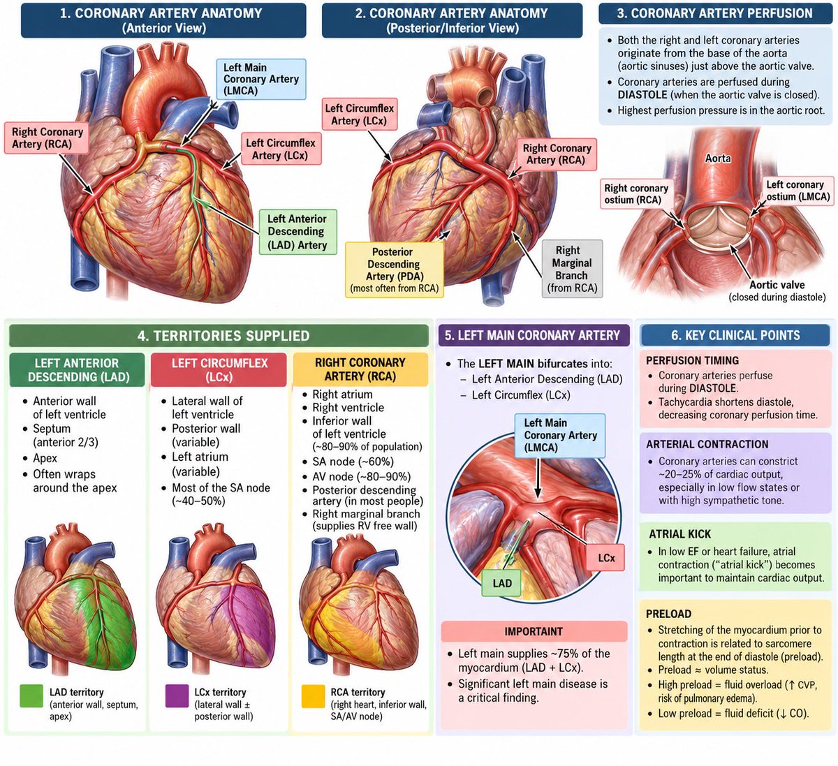XOKimberlyL's tweet photo. The cheat sheet you didn’t know you needed. 🤓🫀
#coronaryperfusion #knowthis https://t.co/0qpPOYwpGp