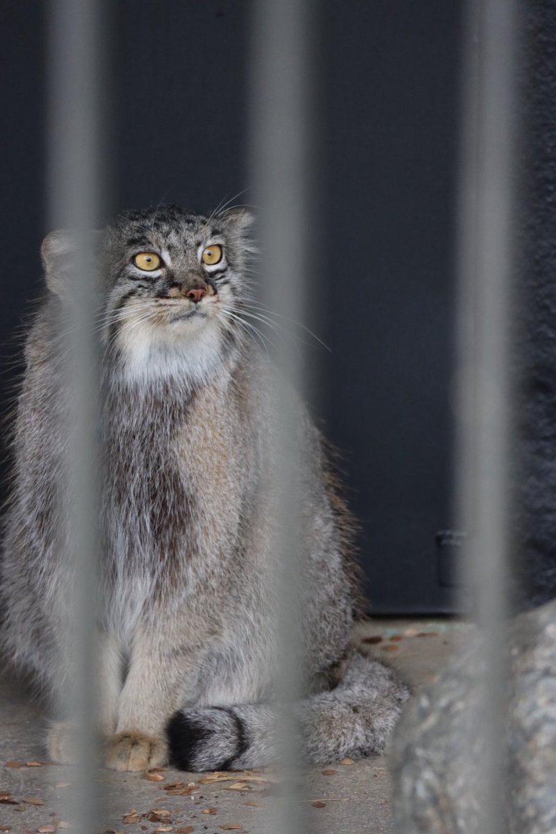 maykirapikr's tweet photo. #メイ
#マヌルネコ
#pallascat
#ごかつら池どうぶつパーク https://t.co/U8xrZeRXd9