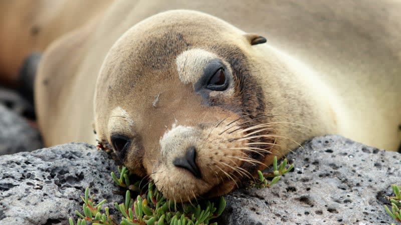 TrumbleTravel's tweet photo. 🌊🐢 Embark on an unforgettable adventure with our Galapagos sailings! Experience the unparalleled beauty of nature and wildlife in this breathtaking archipelago.  🌿✨

Contact me today to book your sailing and immerse yourself in nature’s paradise! 📞

#TravelMadeEasy https://t.co/YlOcWb7SRq