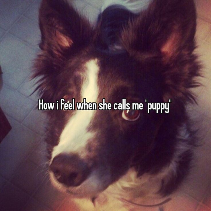 needypupim's tweet photo. https://t.co/wTrEZvO52S