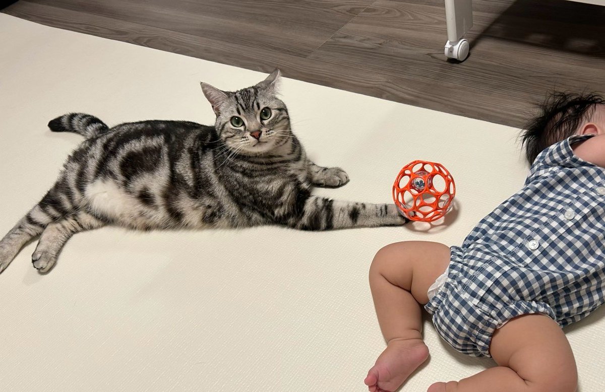 pino_notes's tweet photo. 寝ている隙に赤ちゃんのおもちゃで遊ぼうとする猫😹
#猫のいる暮らし
#猫好きさんと繋がりたい https://t.co/Qm4NHhUdWv