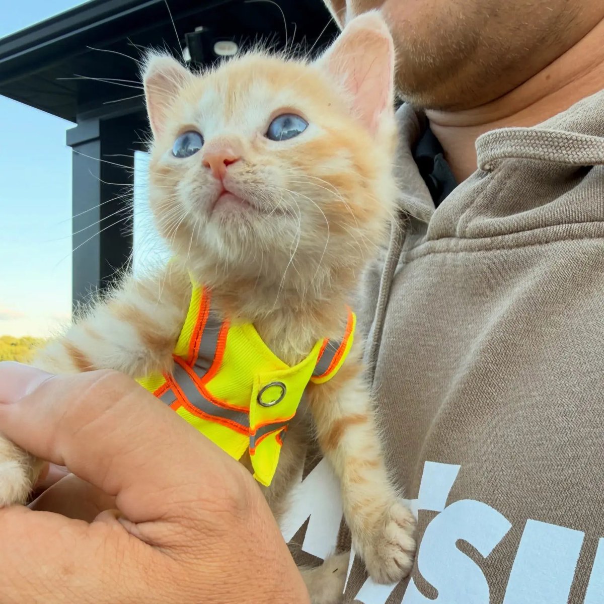 TheNorskaPaul's tweet photo. A kitten that went viral for getting rescued & then adopted by Ohio construction workers have fitted her with a tiny safety vest & hard hat with holes for her ears.

In a series of IG videos that racked up over 11 million combined views, RiverReach Construction chronicles her adventures which started in July.

She was found stuck underneath a Komatsu excavator crying for help & was rescued with the construction guys adopting her & launched an online poll to name her with, “Komatsu,” the winner - or Sue for short.

The brand Komatsu naturally sent Sue “the world’s smallest safety vest & a little baby hard hat” so now she is ‘“site-safe”.😂😍