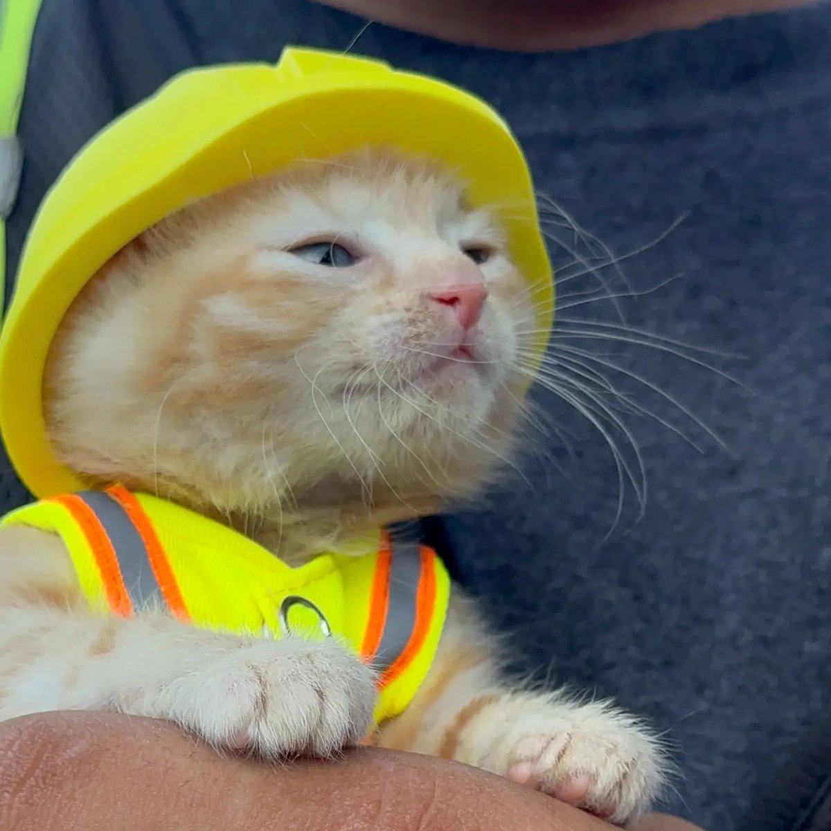 TheNorskaPaul's tweet photo. A kitten that went viral for getting rescued & then adopted by Ohio construction workers have fitted her with a tiny safety vest & hard hat with holes for her ears.

In a series of IG videos that racked up over 11 million combined views, RiverReach Construction chronicles her adventures which started in July.

She was found stuck underneath a Komatsu excavator crying for help & was rescued with the construction guys adopting her & launched an online poll to name her with, “Komatsu,” the winner - or Sue for short.

The brand Komatsu naturally sent Sue “the world’s smallest safety vest & a little baby hard hat” so now she is ‘“site-safe”.😂😍