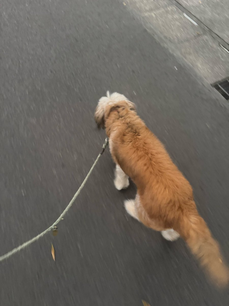 sakuragi_b's tweet photo. 土曜の今日も，イッヌの散歩のために早起きしたのであった。。。 https://t.co/hHAQJH8Kzq