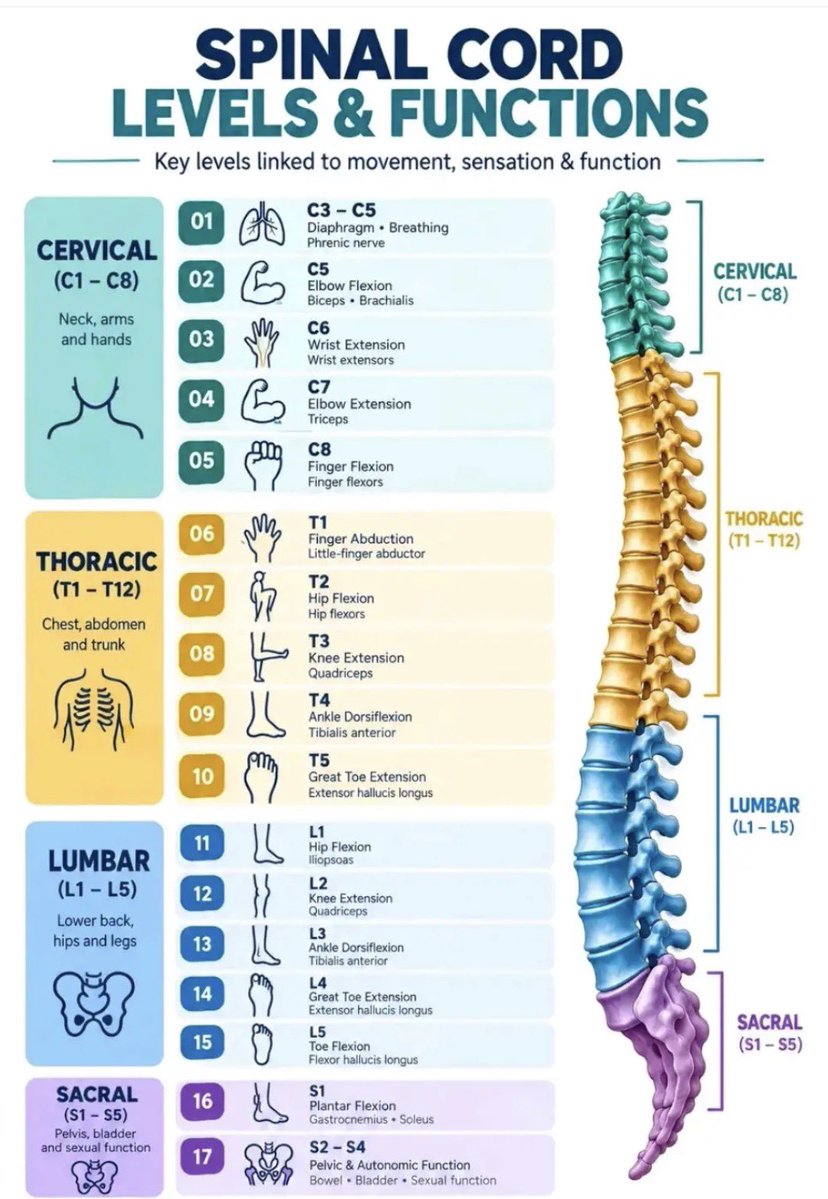 physio_clinics's tweet photo. 👨🏻‍⚕️ Spinal Cord Levels Functions 👍👇 https://t.co/rhbwt1rine