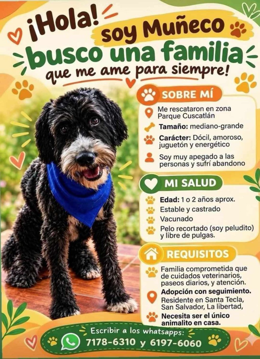lyssitta's tweet photo. SERVICIO SOCIAL✅️
#adopta 🐾 💕 https://t.co/AznaISXcFM