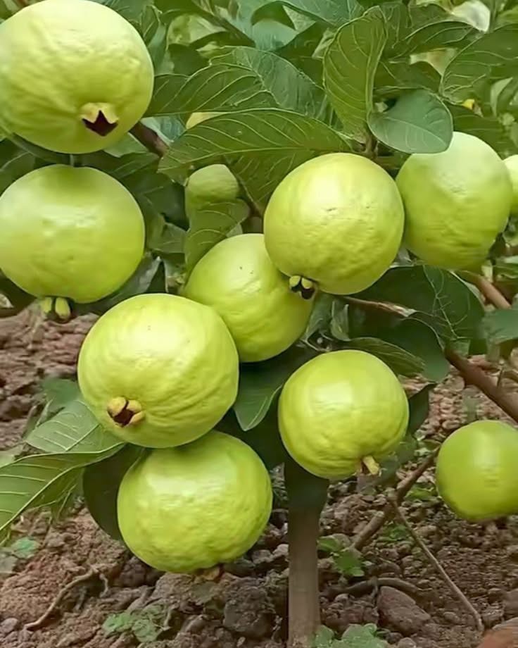 GenevaKoback's tweet photo. গাছজুড়ে থোকা থোকা তাজা পেয়ারা! সবুজ পাতার মাঝে এমন সুন্দর ফলন দেখলে মনটা জুড়িয়ে যায়। মাটির ছোঁয়া আর যত্নে প্রকৃতির অপূর্ব উপহার। https://t.co/FT6bgH5j4l
