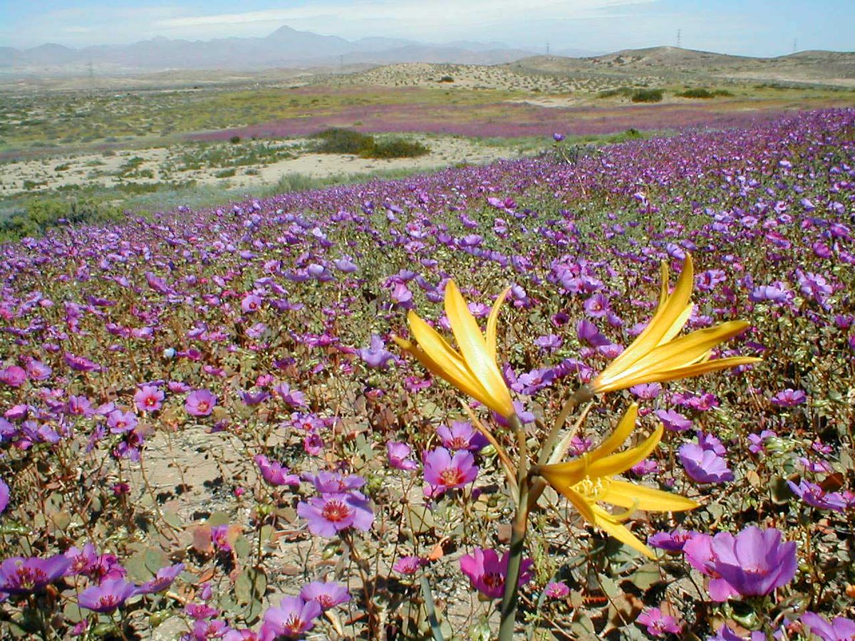 uchile's tweet photo. Rosa Scherson, académica @IForestalUChile, advierte efectos del ruido en el Desierto Florido, a propósito del anuncio de un evento electrónico con 12 horas de música en el corazón del fenómeno natural https://t.co/yS1i3C16Q2 https://t.co/Vm6PeAl07y