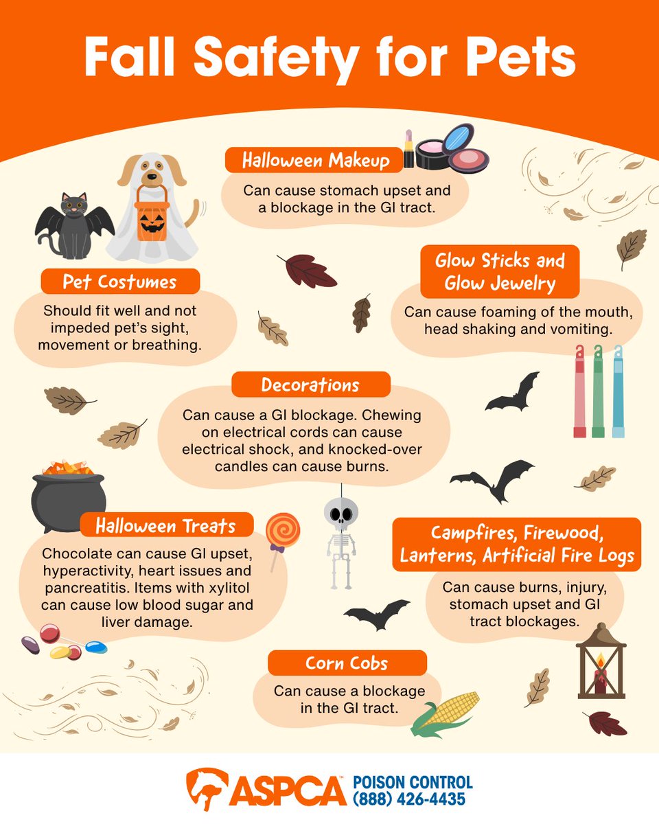 ASPCAPro's tweet photo. 🍂 It's officially fall! While the cooler temperatures and colorful foliage can be a welcome change for you and your pets, the season can also bring some hidden hazards. Share these tips from @ASPCA Poison Control to help keep pets safe. #PetSafety https://t.co/C0qgvpxPyF https://t.co/cJTkuzT7qp