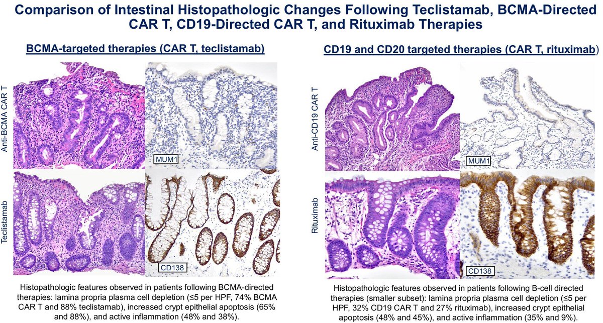 Intestinal_Cell's tweet photo. Scientists from @PennMedicine present a retrospective review 📝 of #intestinal tract biopsies from patients treated with various cellular #immunotherapies (BCMA and CD19-directed CAR T, teclistamab and rituximab therapies). 

🔗 https://t.co/7e8e2SFo9c

#OpenAccess https://t.co/iGFFcQ7ZXs