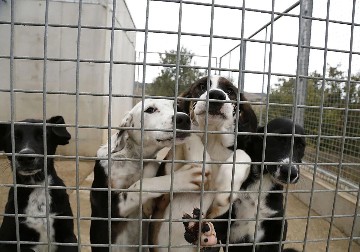 ETGafapasta's tweet photo. El #AyuntamientoDeValladolid desbloquea la renovación del convenio para la gestión de la #ProtectoraDeAnimales
https://t.co/JZaExenSGX
Adoptad!!! adoptad!!! mirad que monada de perros...
👇🏿👇🏿👇🏿🐕🐕🐕👇🏿👇🏿👇🏿 https://t.co/tdyJlE77Rh