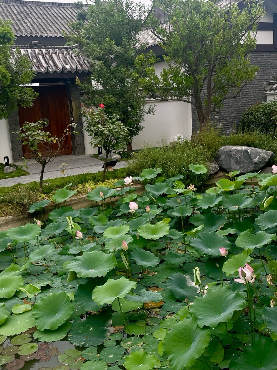 SuanneErickxa's tweet photo. [En el tranquilo jardín de Chenyuan, las hojas de berenjena ondean suavemente mientras una ligera brisa marina se lleva el sonido de las olas, creando un instante de calma.]， https://t.co/JfoeWRmCUO