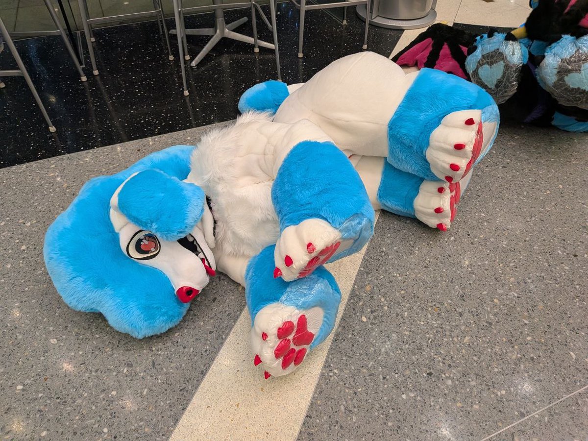 StoofStudios's tweet photo. Con crunched Stoof the poodle!! Who got to run around ASC this past weekend (granted with generous application of carpet protectors for all that white fur). 

Would love to make more quadsuit/crawling quads ❤️🐩 https://t.co/iOmuehxWaH