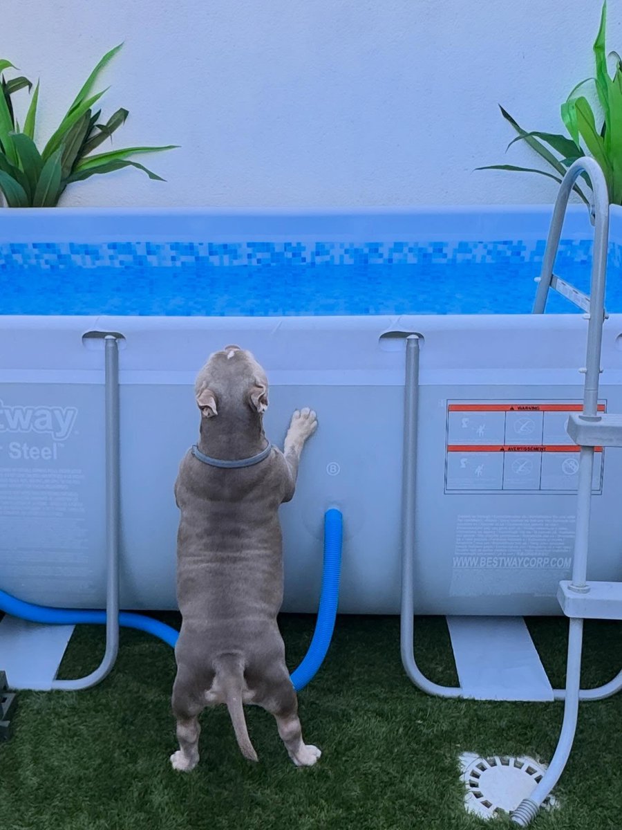 ChaseDubactd's tweet photo. Me encanta la piscina. https://t.co/bZGklJ71Gt