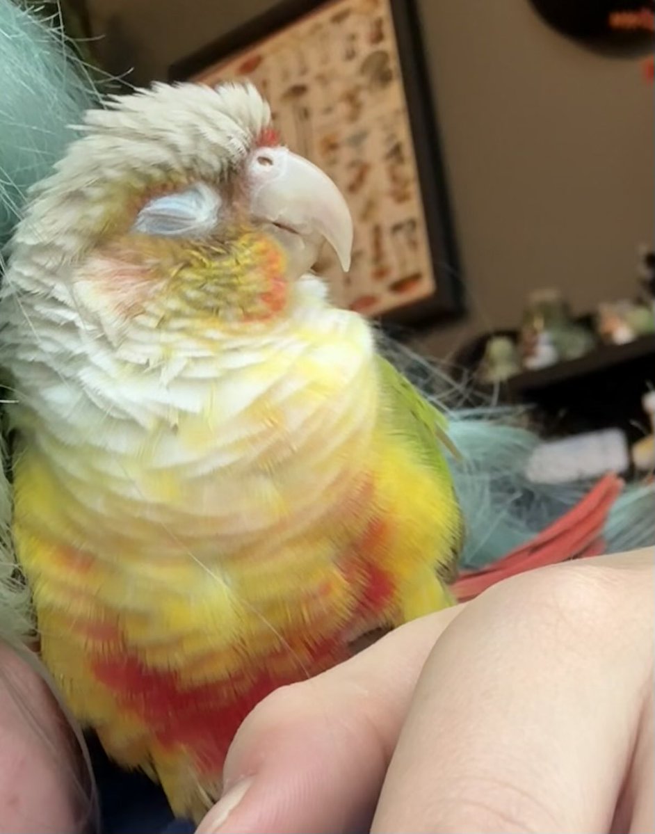 Smokee_Bee's tweet photo. Fatass sleepy bird needs to get a job bro im serious https://t.co/R6QpRrqQBI