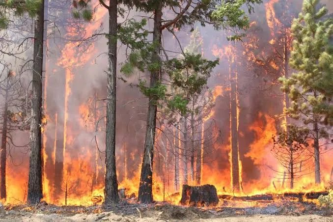 MateoGrcia's tweet photo. @AlertaMundoNews Watch out for wildfires, mass immigration, https://t.co/5YIKmSoACf