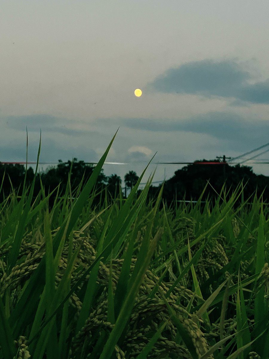 fawnisland's tweet photo. 🎑十五夜

秋の夜
稲穂の海に浮かぶ月🌾

ゆるやかに流れる 
薩摩の悠久の時

月見て一杯🍺
#薩摩のひととき

今日も良い一日を❣️

🌕満月
今夜（明日未明）会いましょう

#大島紬紋様薩摩焼
#タンブラー #薩摩焼 #大島紬
#鹿児島中央駅ライフ https://t.co/1JGDy5cn6b