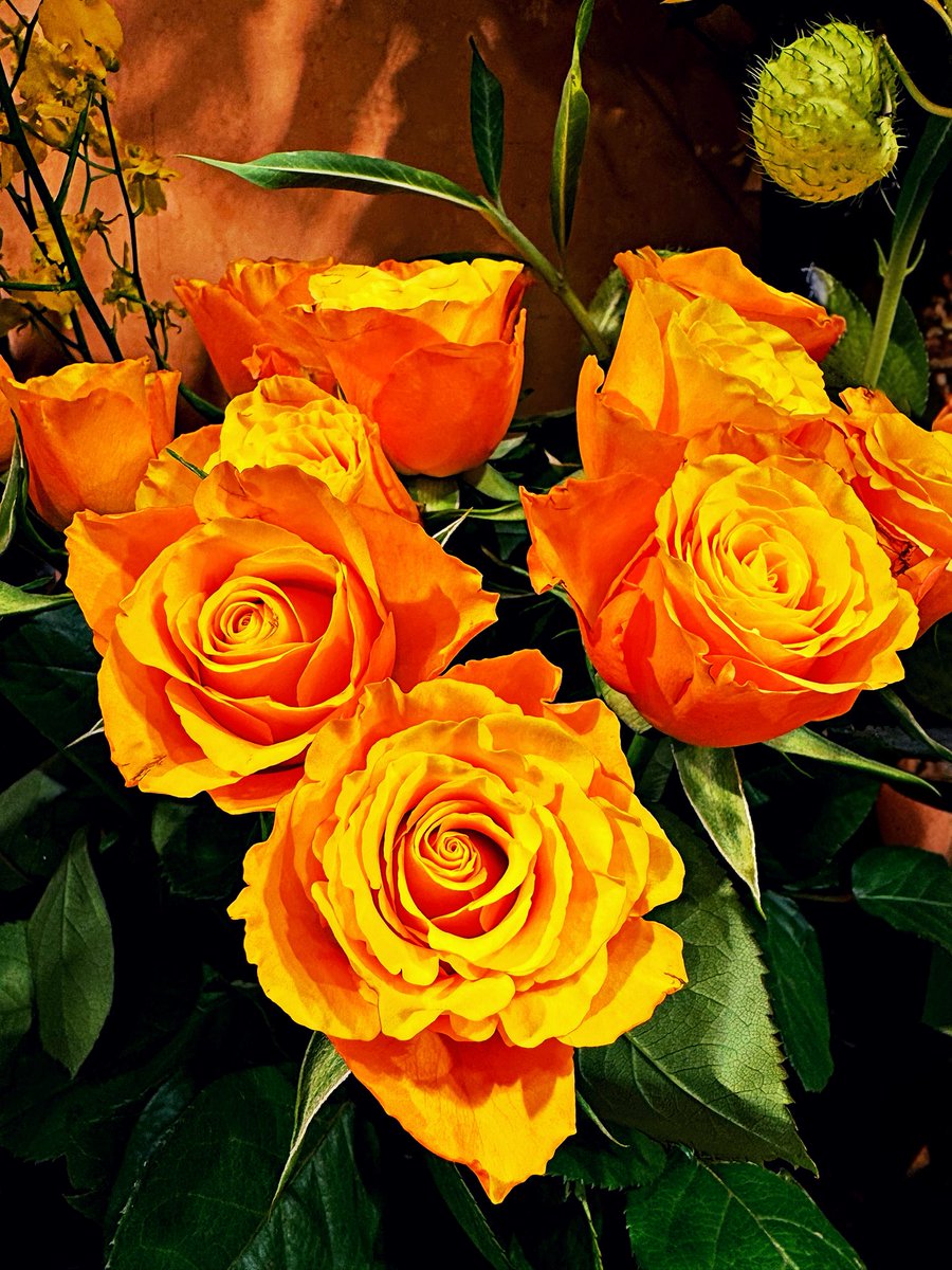 ACEL_Bio's tweet photo. 薔薇の写真、撮ってみました https://t.co/7w1H56yWmh